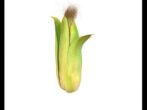 corn maize 3D Model