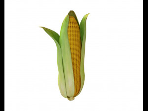 corn maize Model 3D