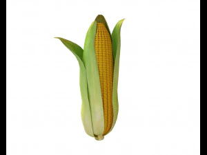 corn maize 3D Model