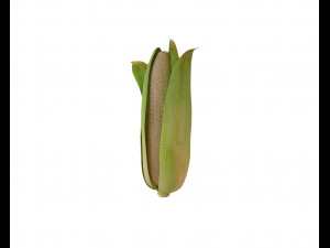 corn maize Model 3D