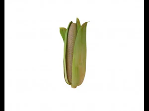 corn maize 3D Model