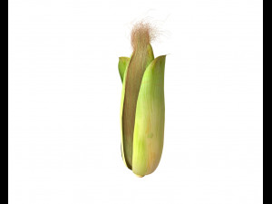 corn maize Model 3D