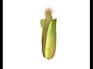 corn maize 3D Model