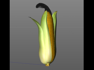 corn maize Model 3D