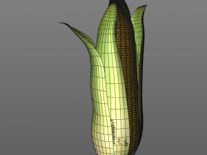 corn maize Model 3D