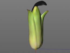 corn maize Model 3D