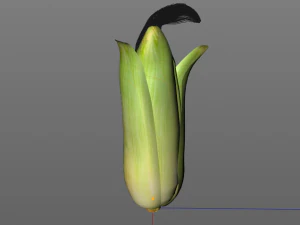 corn maize 3D Model