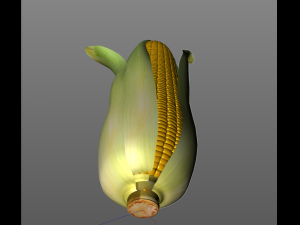 corn maize Model 3D