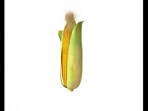 corn maize 3D Model