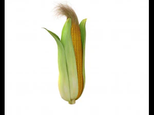 corn maize 3D Model