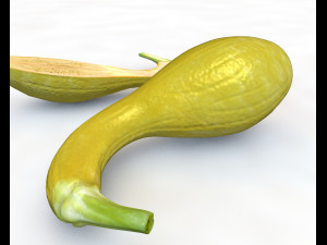 crookneck squash 3D Model