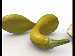 crookneck squash Modelo 3D