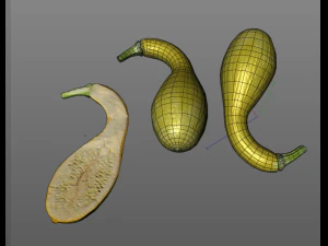 crookneck squash 3D Model
