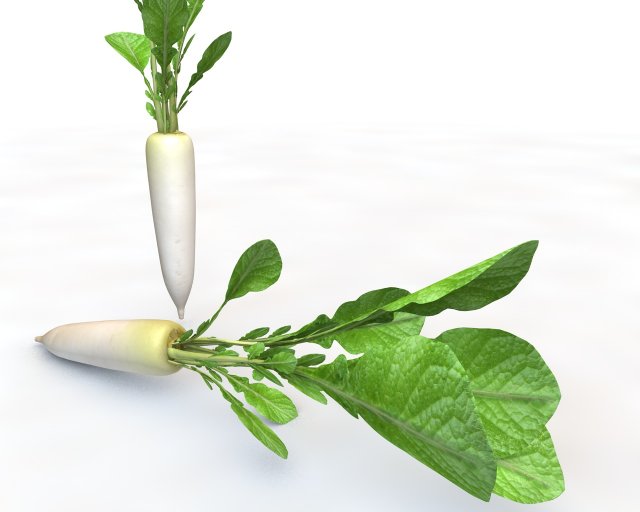 daikon radish 3D Модель .c4d .max .obj .3ds .fbx .stl .blend 