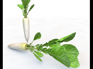 daikon radish 3Dモデル