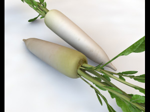 daikon radish 3D Модель