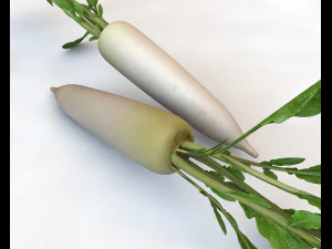rabanete daikon Modelo 3D