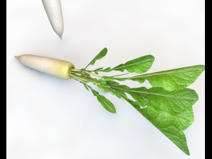 daikon radish 3D Модель