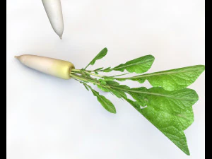 rabanete daikon Modelo 3D