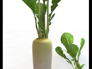 rabanete daikon Modelo 3D