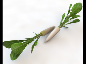 daikon radish 3D Модель
