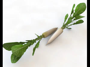 rabanete daikon Modelo 3D