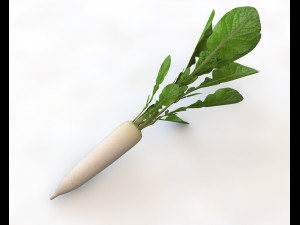 daikon radish 3D Модель