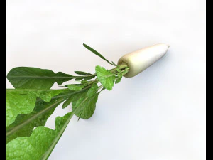 rabanete daikon Modelo 3D