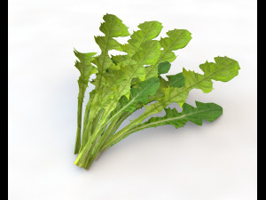 dandelion greens 3D Model