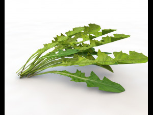 dandelion greens 3D-Modell