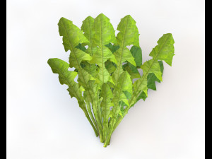 dandelion greens 3D-Modell