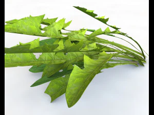 folhas de dente de le&atilde;o Modelo 3D