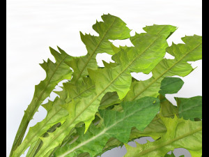 dandelion greens 3D-Modell