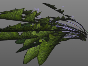 dandelion greens 3D-Modell