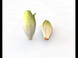 endive 3D Model