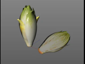 endive 3D Model