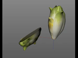 endive 3D Model