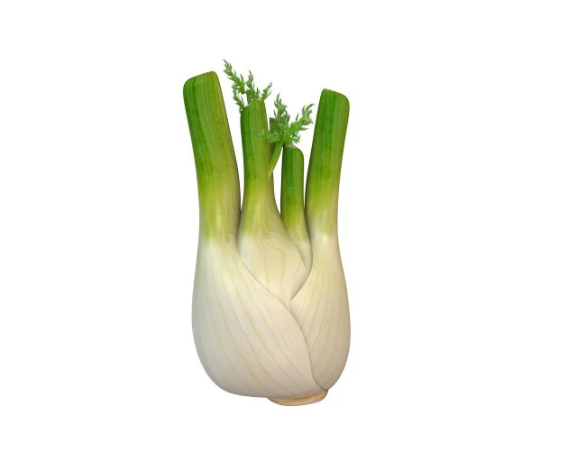 fennel 3D Model .c4d .max .obj .3ds .fbx .stl .blend 