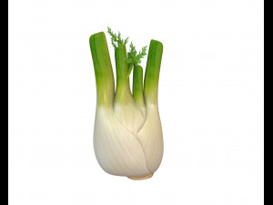 fennel 3D Model