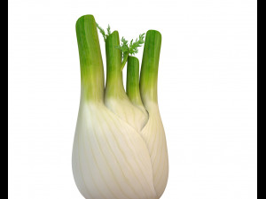 fennel 3D 模型