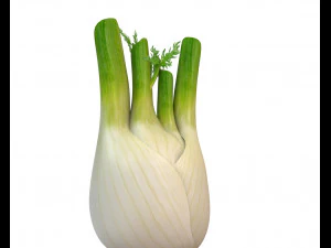 fennel 3D Model