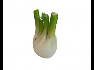 fennel 3D Model