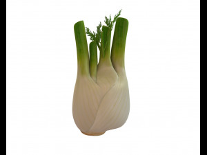 fennel 3D 模型