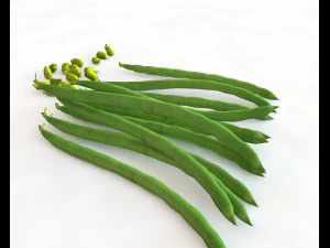 french beans 3D Model