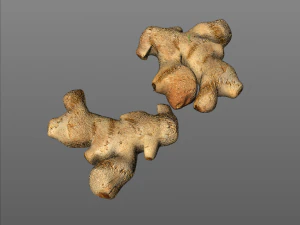 ginger 3D Model