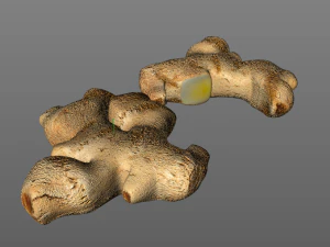 ginger 3D Model