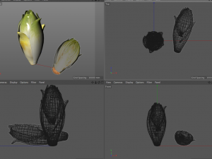 jicama 3D-Modell