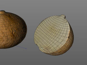 jicama 3D Model