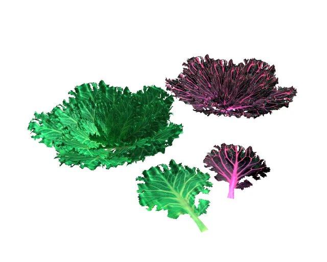 kale 3D Model .c4d .max .obj .3ds .fbx .stl .blend