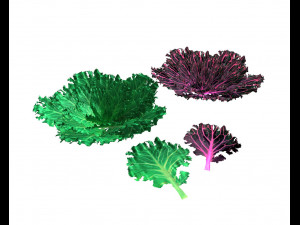 kale 3D Model